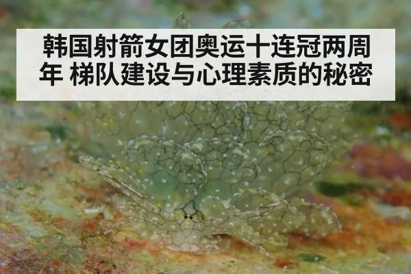 韩国射箭女团奥运十连冠两周年 梯队建设与心理素质的秘密